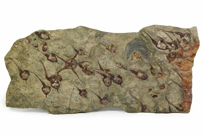 Large, Fossil Brittle Star w/ Carpoids & Edrioasteroids - Morocco #325110
